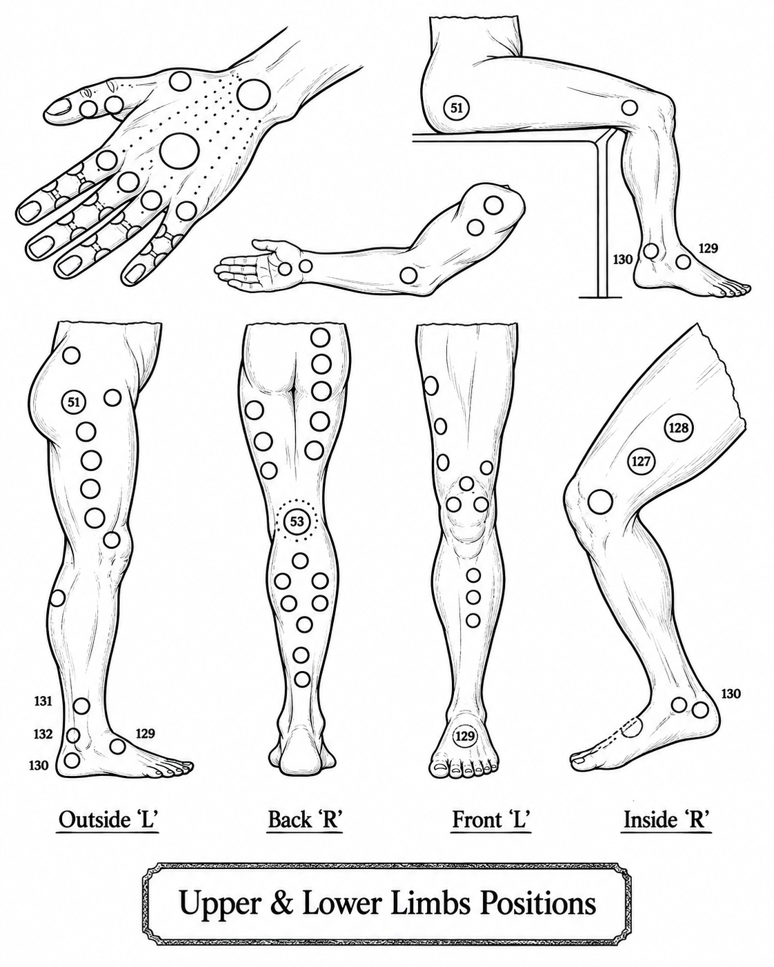 Upper and lower limb Hijama points chart with numbered traditional cupping locations